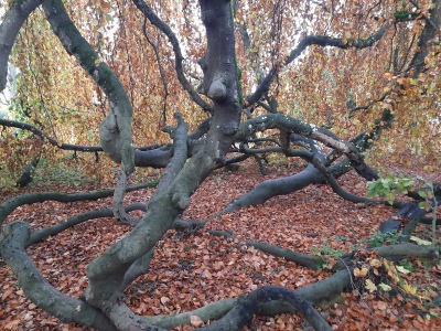 Die freien Wurzeln eines sehr großen Baumes im Herbstlicht.